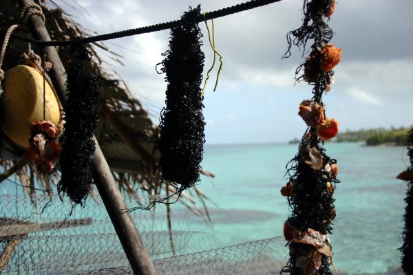 The plastics lines used to start growing oysters